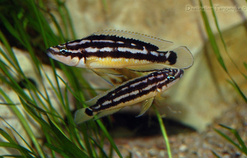 Julidochromis sp. 'ornatus kapampa' Nkorosha